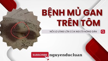 Nỗi lo lắng của người nuôi tôm, Bệnh mủ gan trên tôm #nuoitomcongnghecao #nuoitomaobat #nuoitomtot