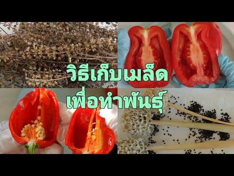 วีดีโอ: การเก็บเกี่ยวเมล็ดพันธุ์ - วิธีการเก็บเมล็ดพันธุ์ดอกไม้ในสวน