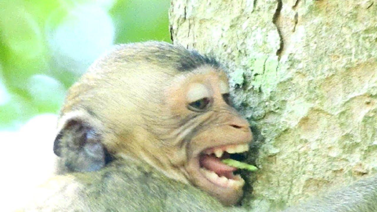 Around Convulsive !! Adult baby George screaming loudly cos angry mum, Big baby need milk, Poor mum