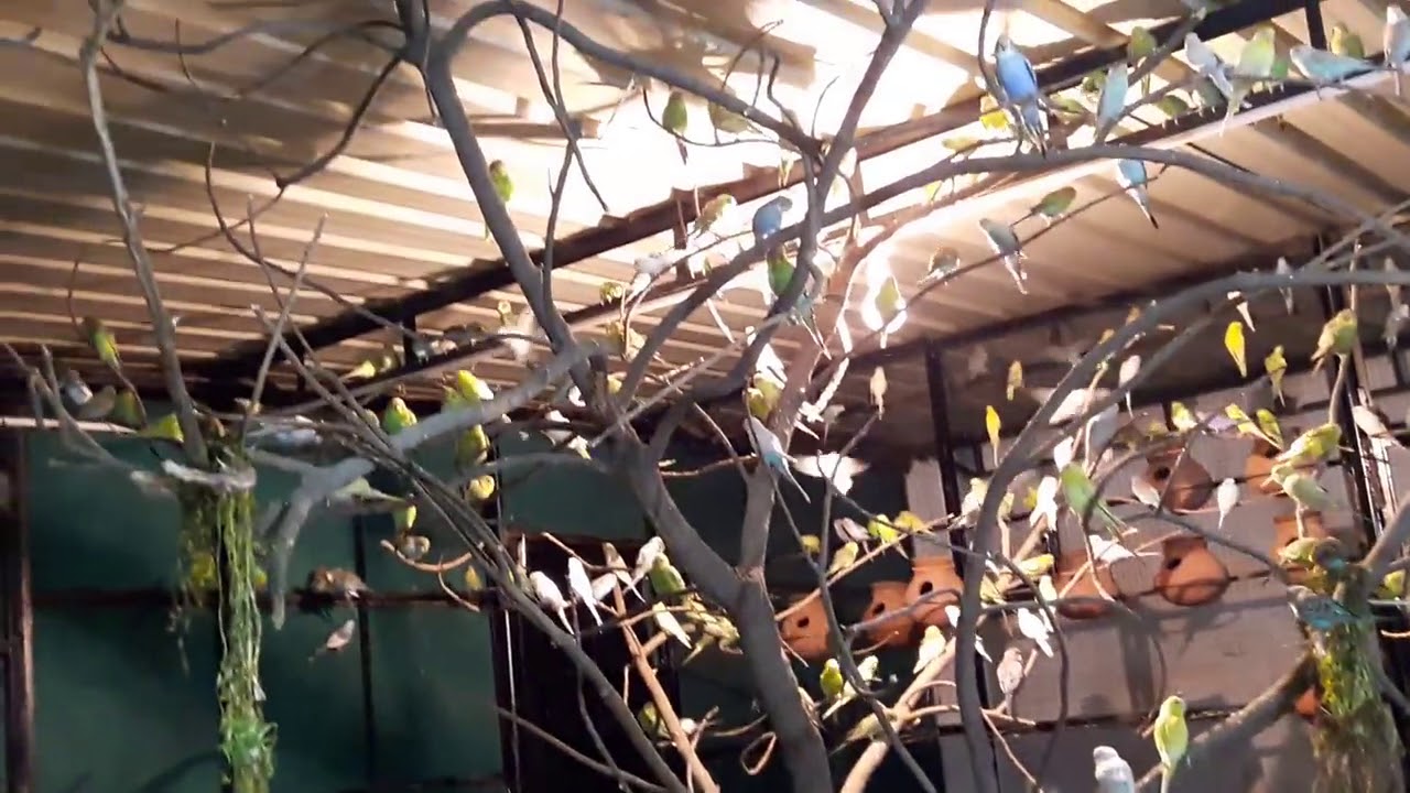 TERNAK PARKIT KOLONI SEPERTI DI ALAM BEBAS 