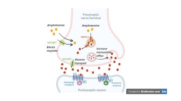 Caffeine vs. Adderall: How They Work in Your Brain | Pharmacology Explained