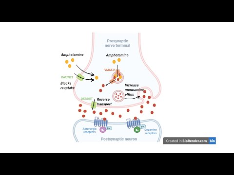 Caffeine Vs Adderall How They Work In Your Brain Pharmacology Explained 