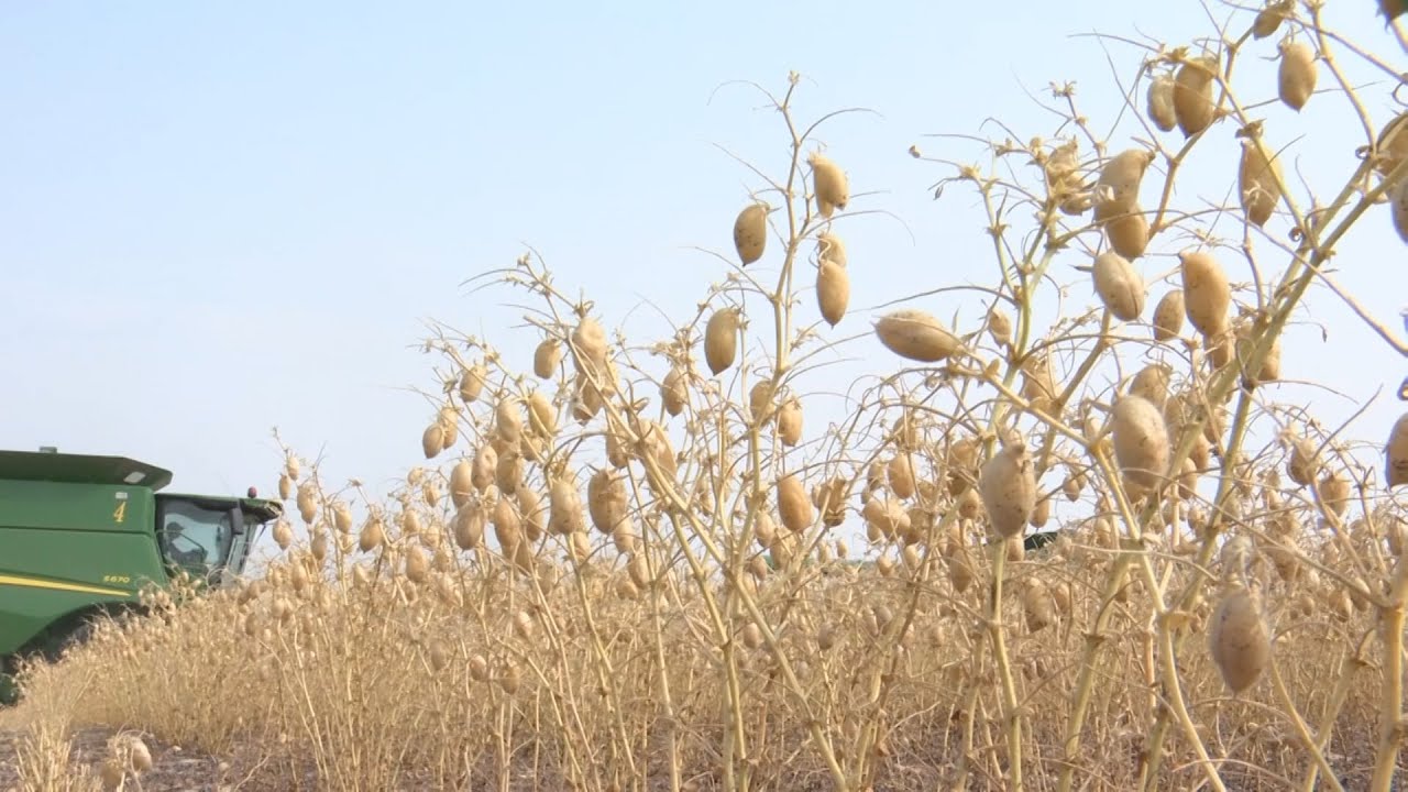 U.S. Pulse Industry Excited to Grow Demand and Opportunity for Farmers and Consumers