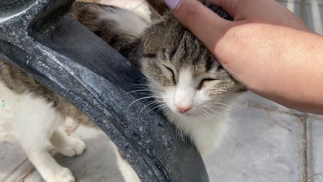 This video shows the cats that left after being petted YouTube