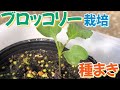 ブロッコリー栽培①　種まきから発芽まで　2024年