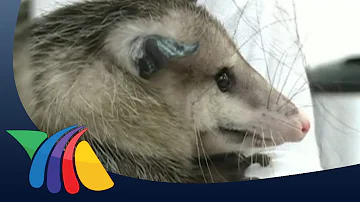 ¿Cuántos marsupiales existen en América?