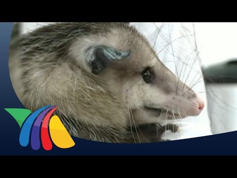 Video: Atšķirība Starp Placentu Un Marsupial