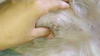After bath lets go fleas check by Cakie Dog 760 views 1 month ago 7 minutes, 10 seconds