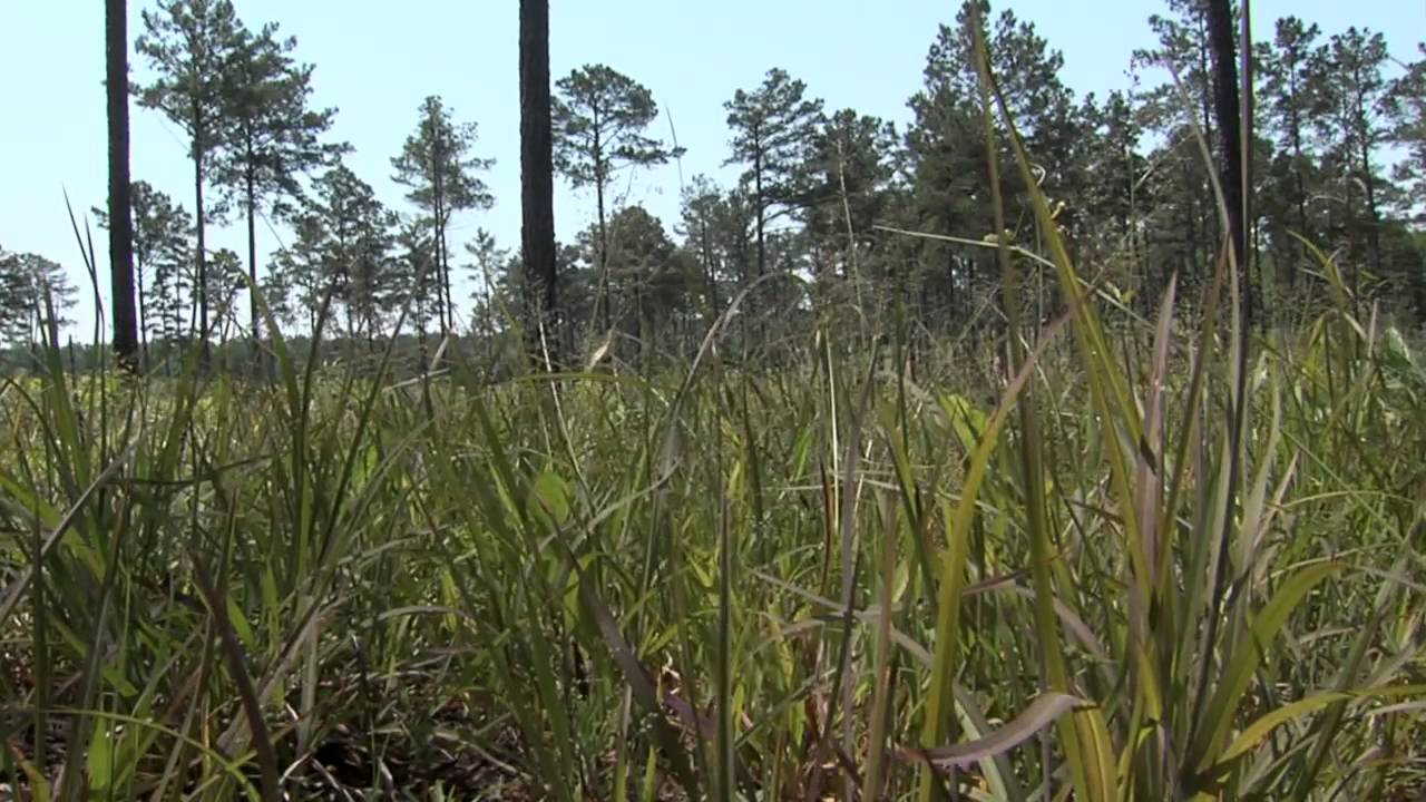 Quail Habitat Voices of Agriculture YouTube