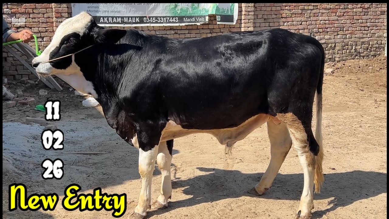 Новый участник из Пешавара | 11.02.2026 | 