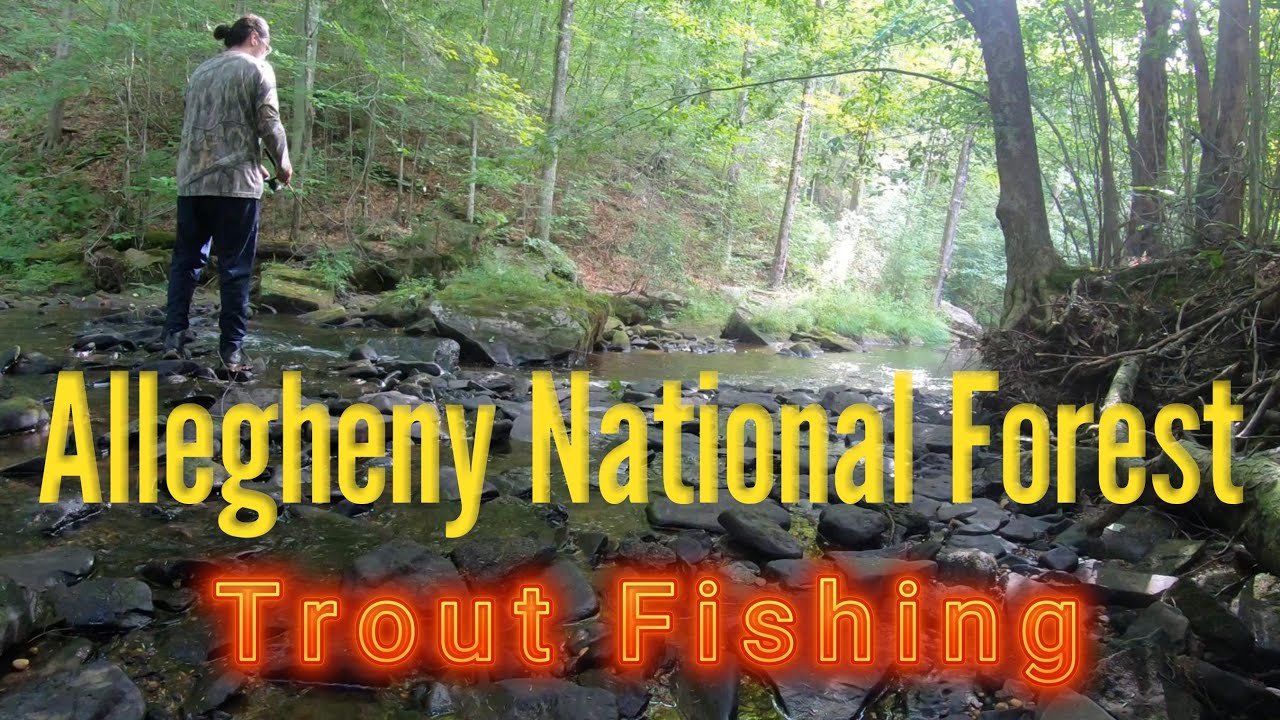 Fishing for Trout in Allegheny National Forest 