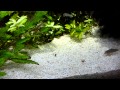 ひかりクレスト カラシン 熱帯魚 コリドラス （Corydoras）の餌