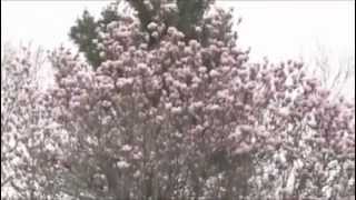 2012 Weather Share Peabody M A m4v