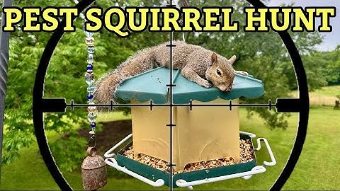 Backyard Pest Control with FX Impact M4 | .22 Caliber Squirrel Hunting to Protect Property