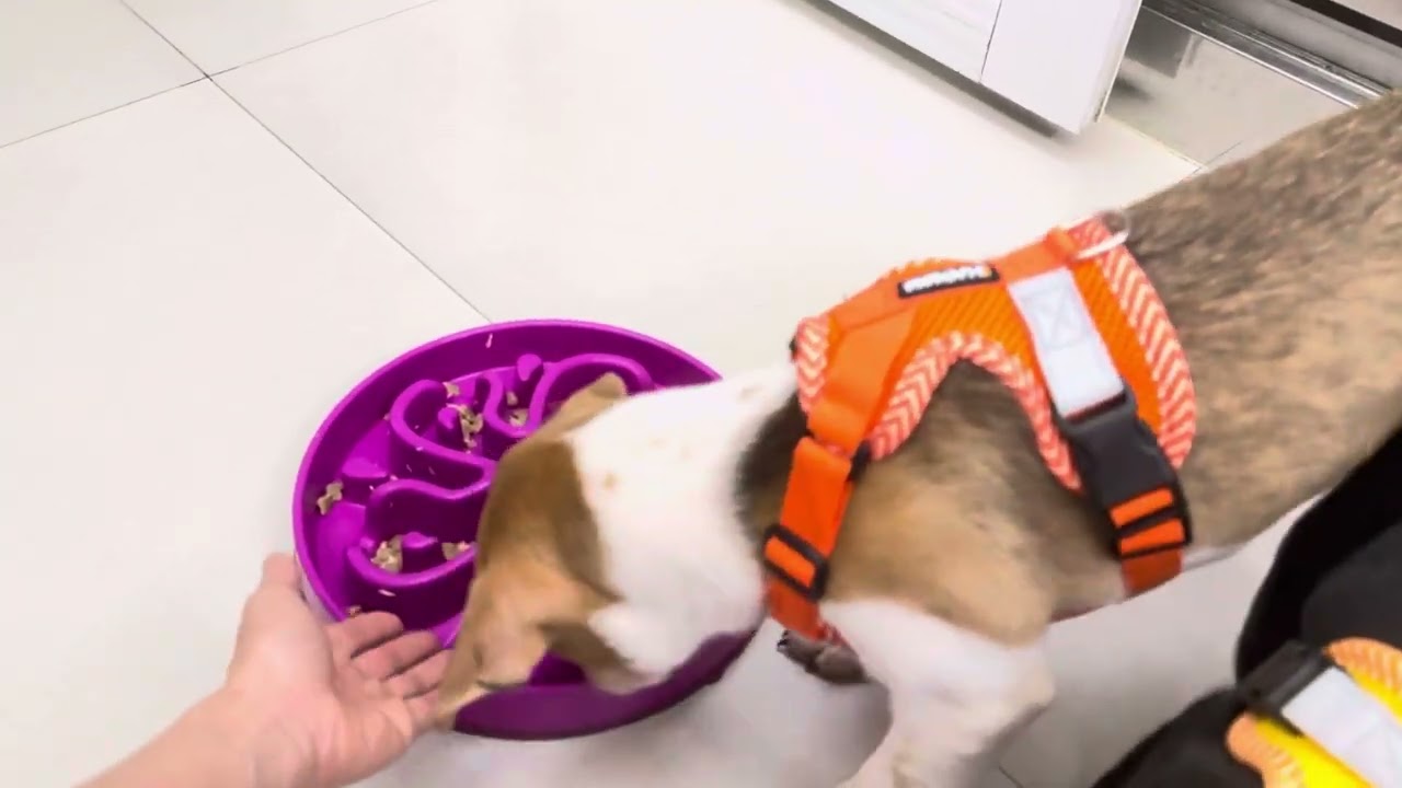 Hua Hua’s food aggression test with human