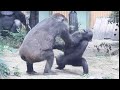 ちょっかいを出し過ぎて、怒った母に殴られるキンタロウ⭐️ゴリラ Gorilla【京都市動物園】Genki got angry at her naughty son and punched him.