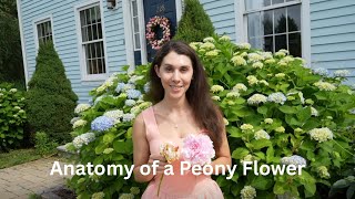 Detailed Anatomy of a Peony Flower Information