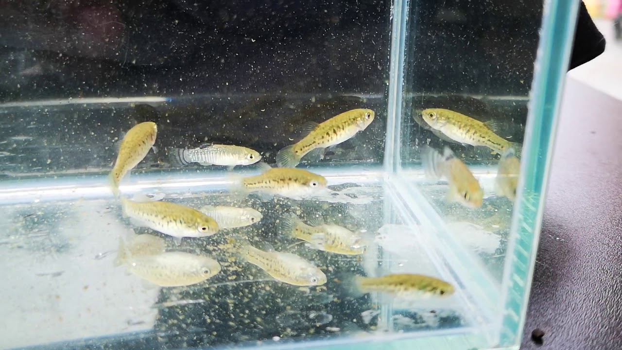 Aphanius iberus "la Albufera D89"