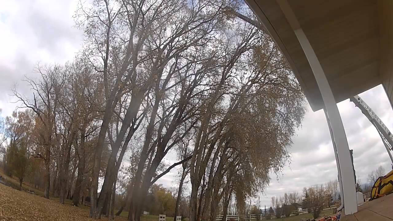 Bozeman Tree Removal YouTube