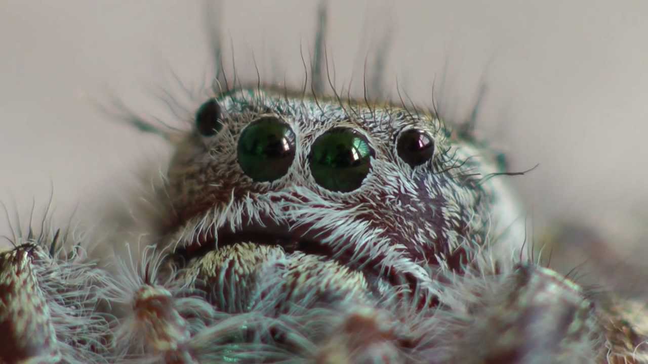 Jumping Spider Got Cute - YouTube