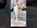 Dance Master Is Back Again Dog Smiling Angel Samoyed Cute Pet Debut Plan Cute Dog Funy Fari Dog Dance Master Is Back Again Dog Smiling Angel Samoyed Cute Pet Debut Plan Cute Dog Funy Fari Dog
