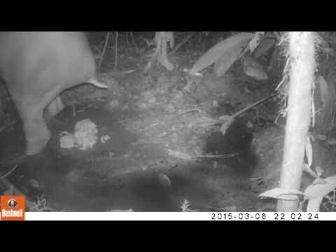 Video: Tapir er Lavlandstapir
