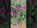 Samathi plant available big & small plant available
