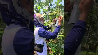 smart trick to cover young guava so it can grow faster #shorts