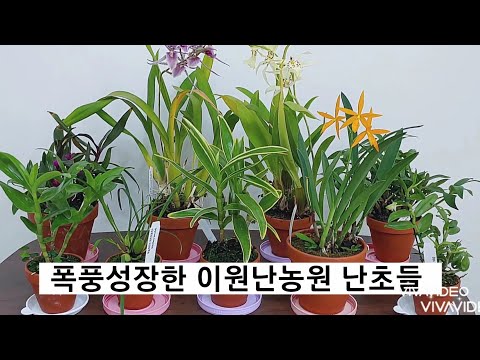 Vídeo: Per Què Les Fulles D’orquídies Es Tornen Grogues?