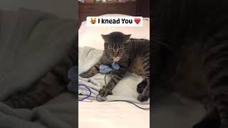 Riley the Tabby Kneads You ❤️ Loves his Mousey & Blanket. Music Sample ©️ Stacy Q  tabbycat cat