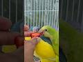Baby Parrots try 🍓 for the 1st time 🦜