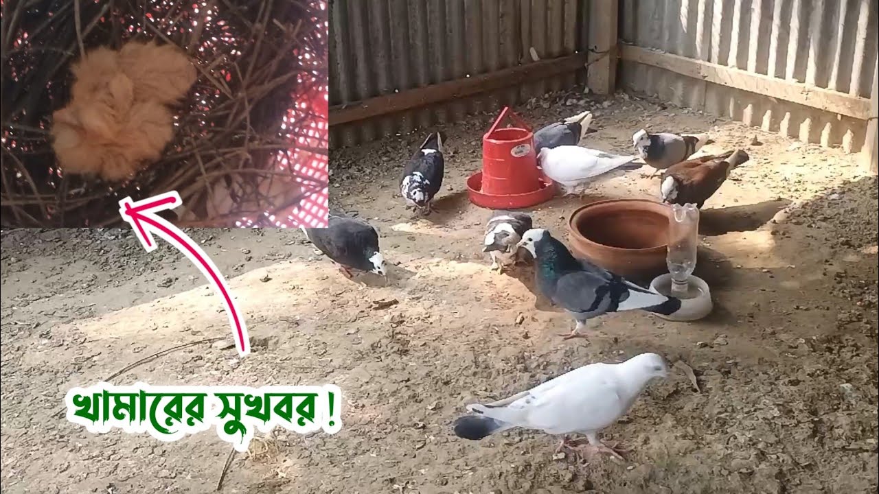 আলহামদুলিল্লাহ! আমার কবুতরের খামারে প্রথম বাচ্চা।