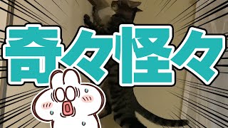 【vlog#2】咳するたびに猫が文句言うし、ダイナミックな排便するし。 by ねことまひる 34,483 views 4 years ago 1 minute, 49 seconds