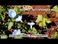 Ипомея нил (Ipomoea nil)