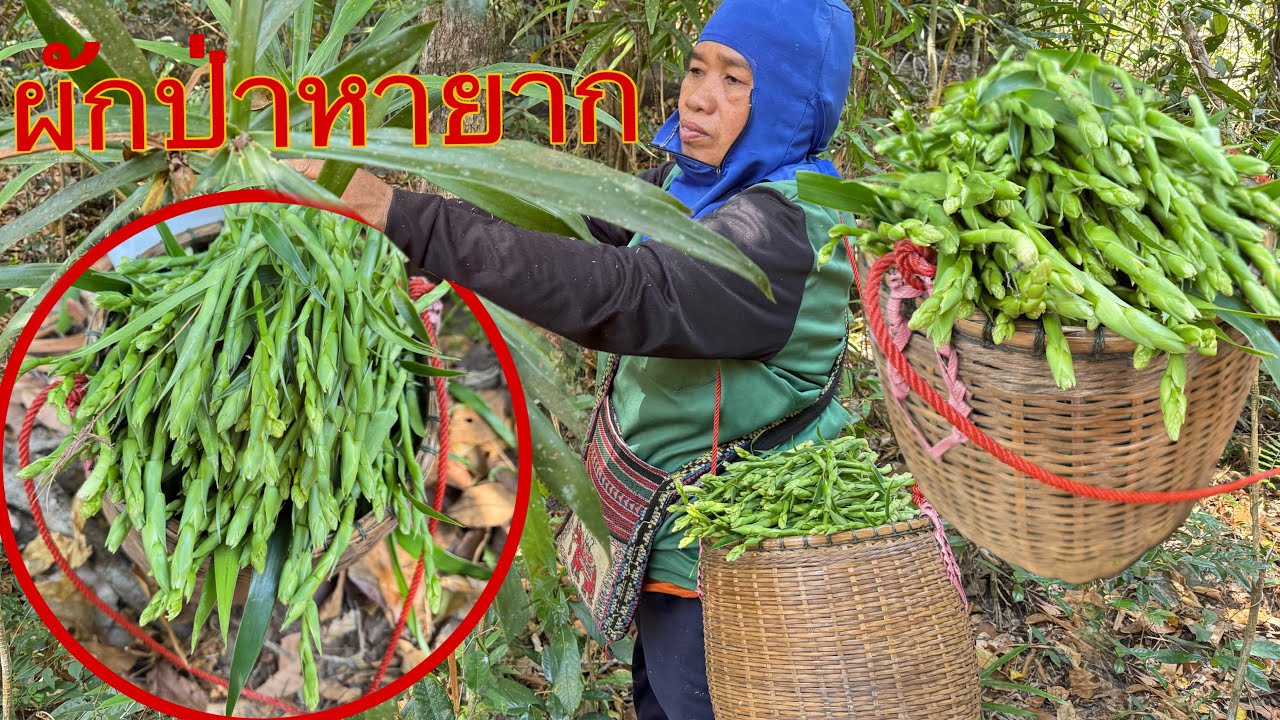 เก็บม่วน เก็บมันส์ ผักคอนแคนผักป่ายอดอวบๆ ออกหลาย มีให้เก็บบ้หวาดบ้ไหว มื้อนี้หมาล้นตร้า 11/2/69