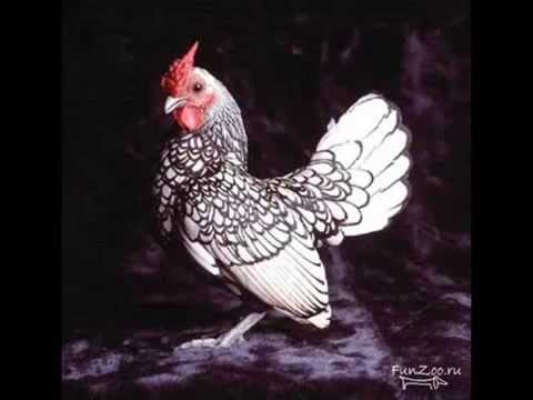 Afullus Izenzaren Chamkh Wmv YouTube 