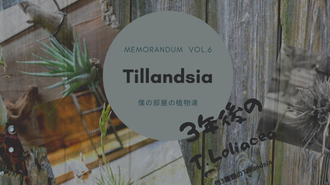 2021年9月8日【チランジア】　育成中のTillandsia紹介！！VOL.6　　　　　Introduction of Tillandsia cultivated in my room Vol.6