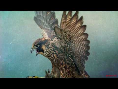ZETAZEROALFA - GhereGhereGhez!