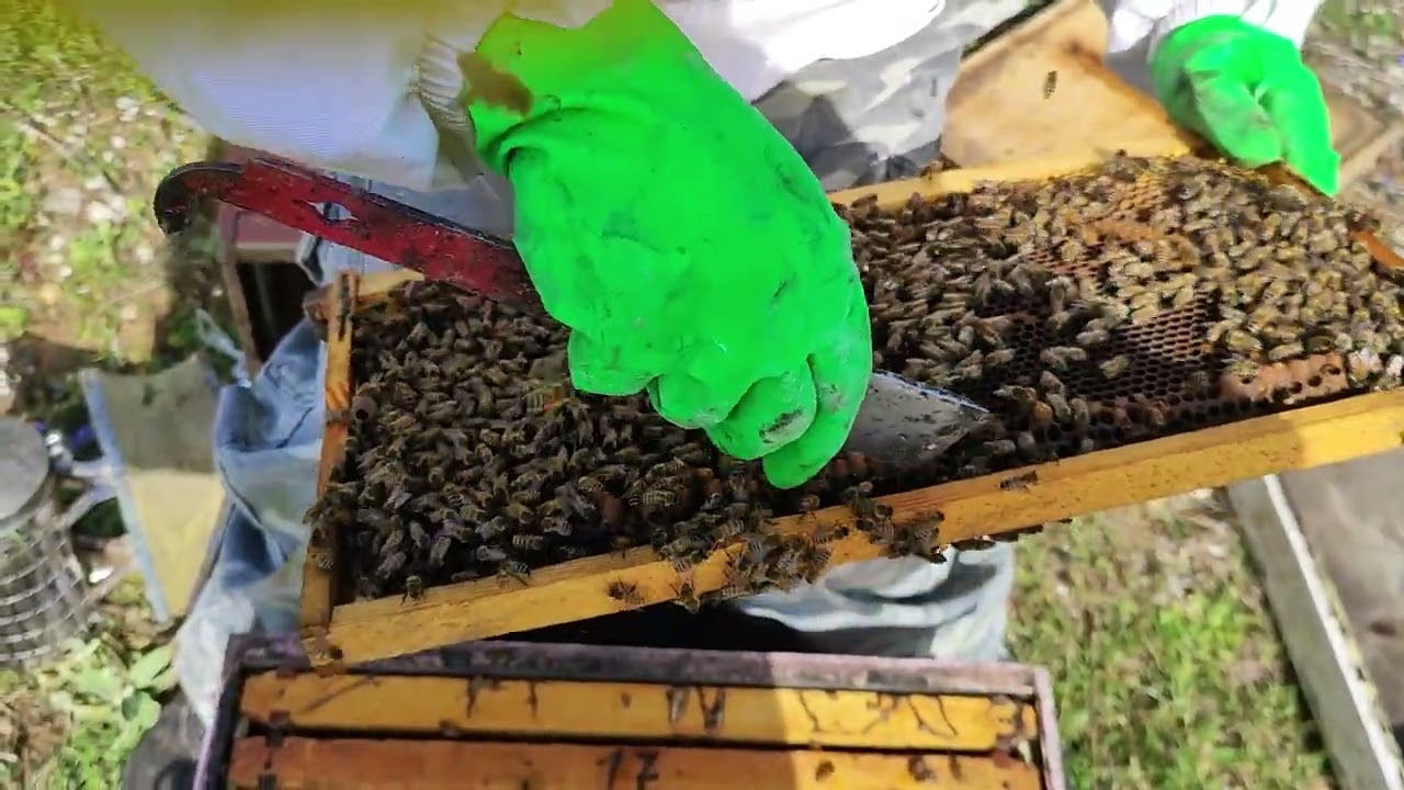 Μελίσσι που είναι στο όριο για πάτωμα, πως το χειριζόμαστε;