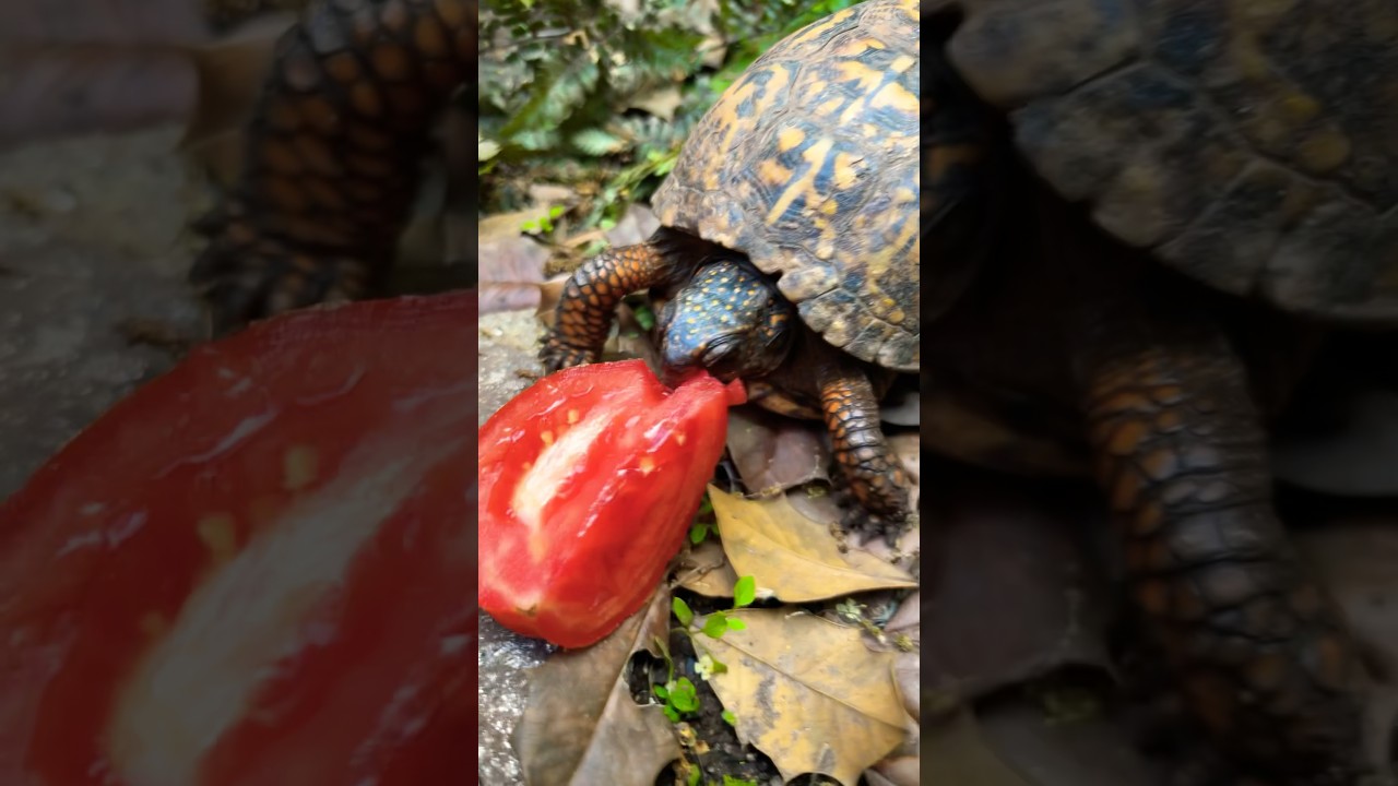 Box Turtle Feeding Day #2! 🍅 🪱 