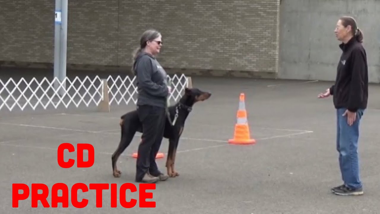 AKC Novice Obedience Competition Practice CD YouTube akc-novice-obedience-competition-practice-cd-youtube