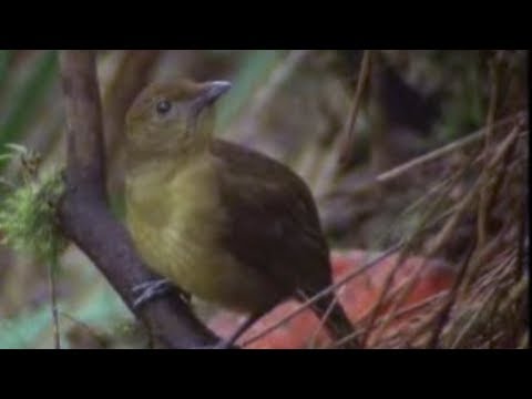David Attenborough - Animal behaviour of the Australian bowerbird - BBC wildlife