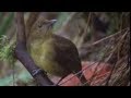 Animal Behaviour of the Australian bowerbird | David Attenborough | BBC wildlife