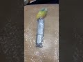 プチプチの下でリモコンのまわりをグルグル回るコザクラインコ