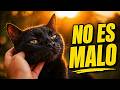 La verdad sobre los gatos negros… no es lo que te dijeron