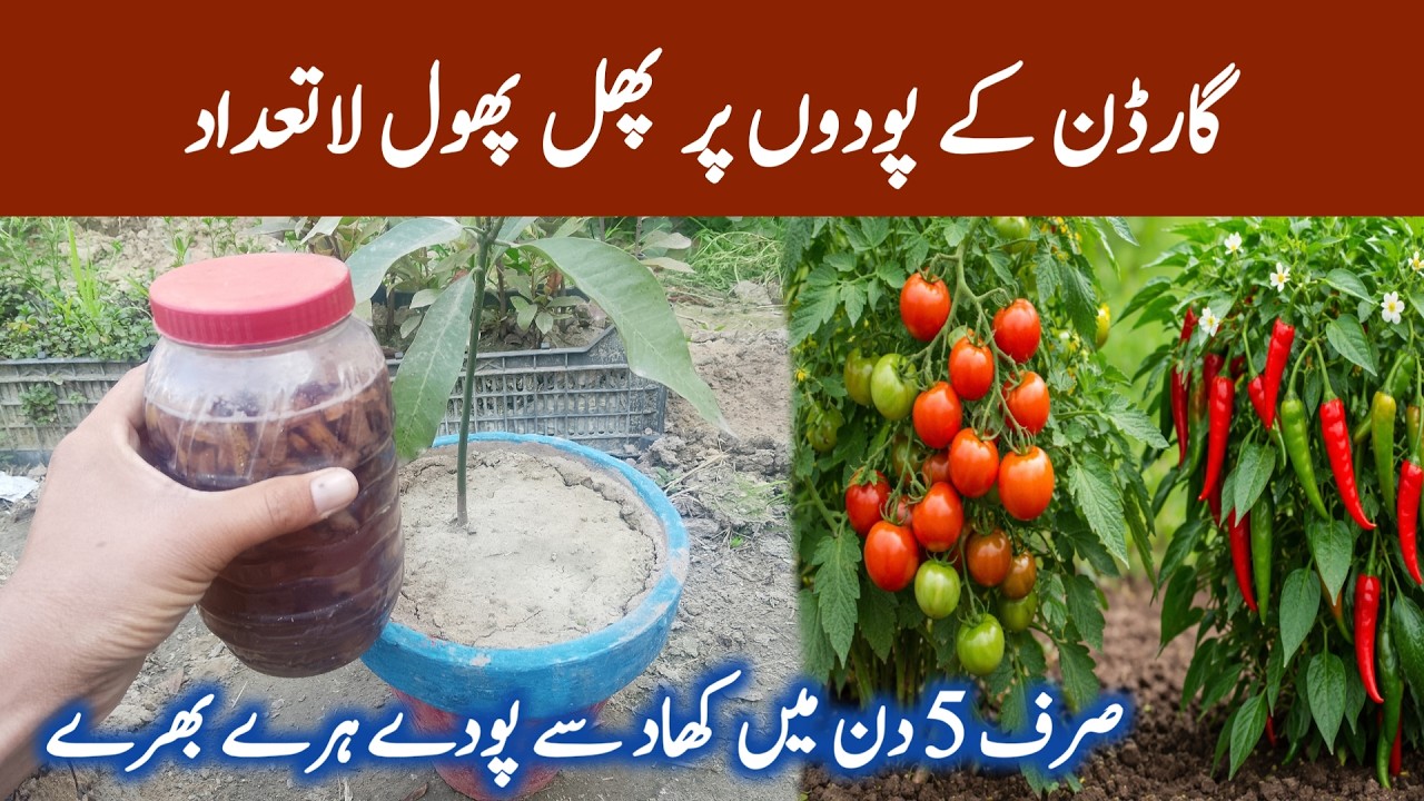 Best organic liquid fertilize for garden plants || podon par phal phool beshumar