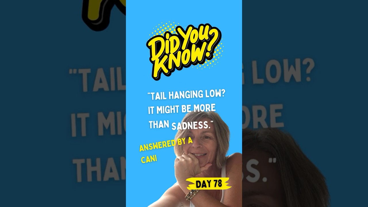 Why Is My Dog’s Tail Limp? 🐕