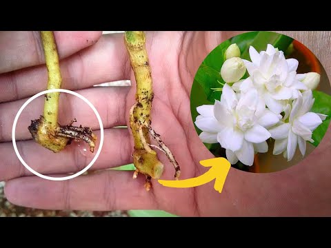 How to Grow Jasmine Plant from Air Layering. - Jasmine Plant Propagation - The Small Story.