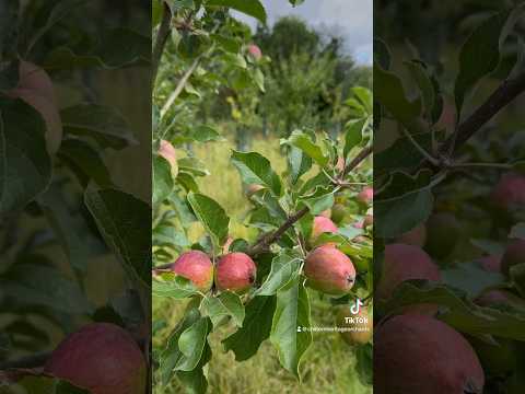 Video: Tweejaarlijkse peiling in bomen - Redenen voor boomvruchten om de twee jaar