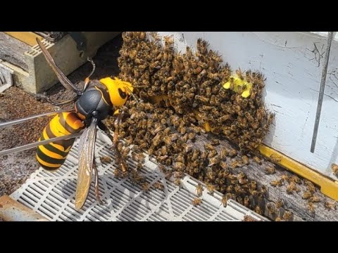 꿀벌떼앞에 거대장수말벌이 나타났을때 벌들의 반응은??ㅋㅋㅋ